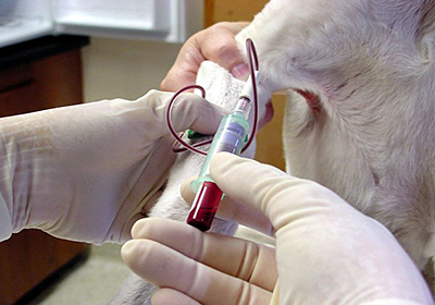 Лечение зубов у собак челябинск