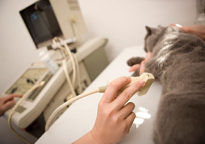 Сколько стоит стерилизация кошек в сургуте