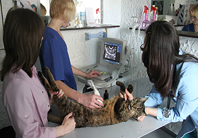 Сколько стоит простерилизовать кошку в челябинске
