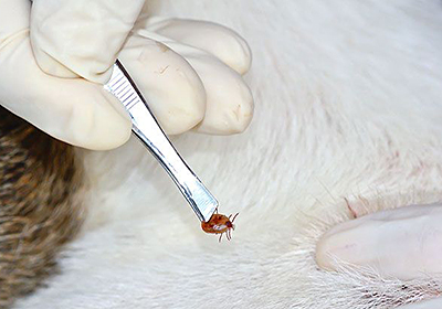 Сколько стоит стерилизация кошки миасс