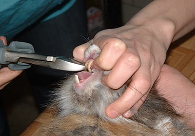 Сколько стоит стерилизовать кошку в кургане
