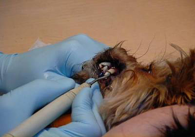 Лечение зубов у кошек в челябинске