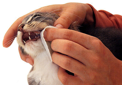 Сколько стоит стерилизация кошки в миассе