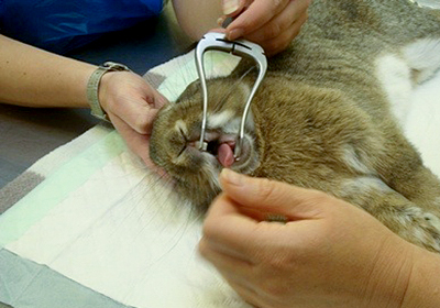 Сколько стоит рентген для кошки челябинск