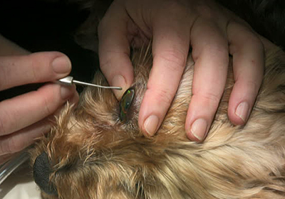 Сколько стоит подстричь когти кошке в екатеринбурге