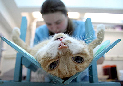Сколько стоит операция мягкие лапки у кошек в екатеринбурге