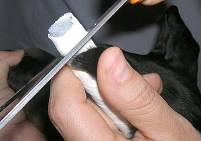 Лечение зубов у собак в челябинске