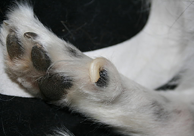 Лечение зубов у собак челябинск