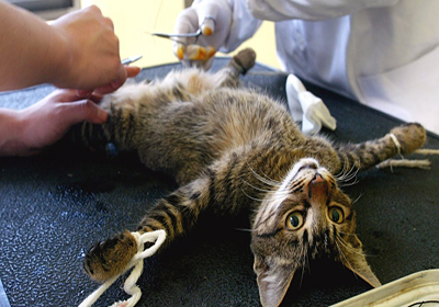 Сколько стоит стерилизация кошек сургут