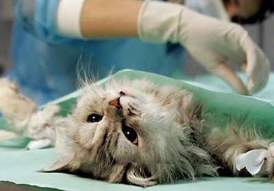 Сколько стоит стерилизация кошки в нижнем тагиле