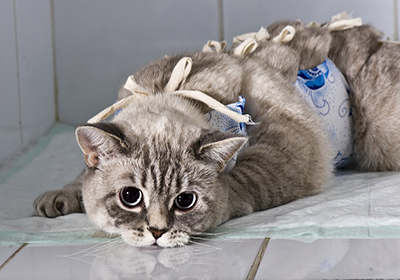 Сколько стоит стерилизация кошки в нижнем тагиле