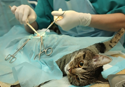 Сколько стоит операция по удалению когтей у кошек екатеринбург