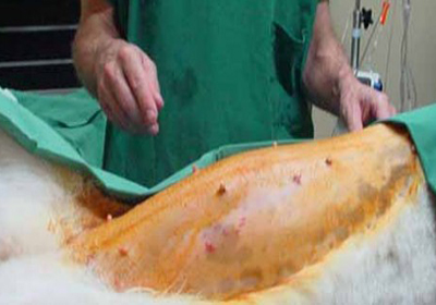 Сколько стоит операция по удалению когтей у кошек екатеринбург