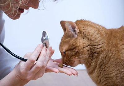 Лечение зубов у кошек в челябинске