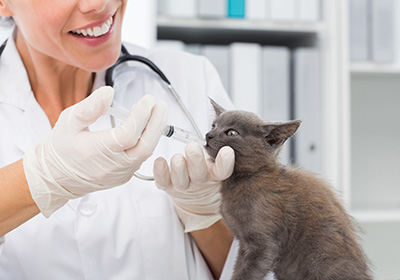 Сколько стоит стерилизация кошки в миассе