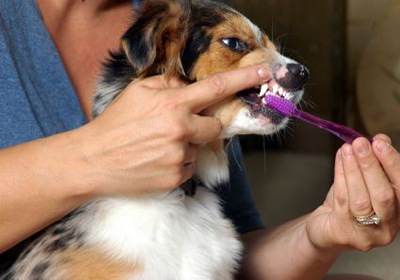 Лечение зубов у собак в челябинске